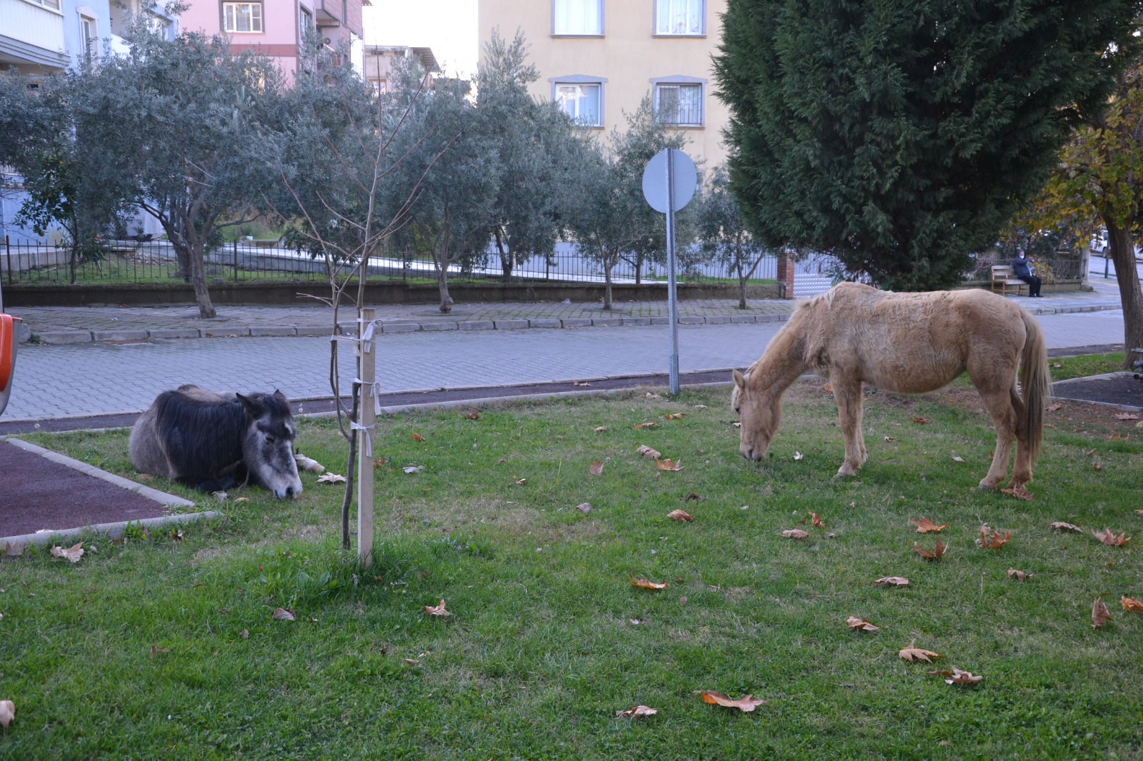 Parkın keyfini atlar çıkardı
