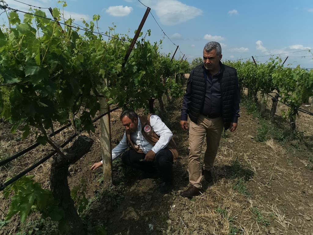 Manisa'da dolu talanı!