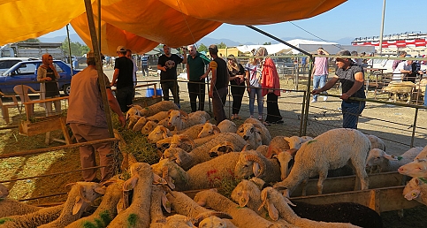 Kurbanlıklar elde kaldı