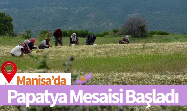 Manisa yaylalarında "papatya mesaisi" başladı (FOTO GALERİ)