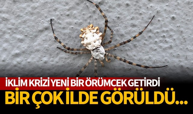 Birçok ilde görüldü
