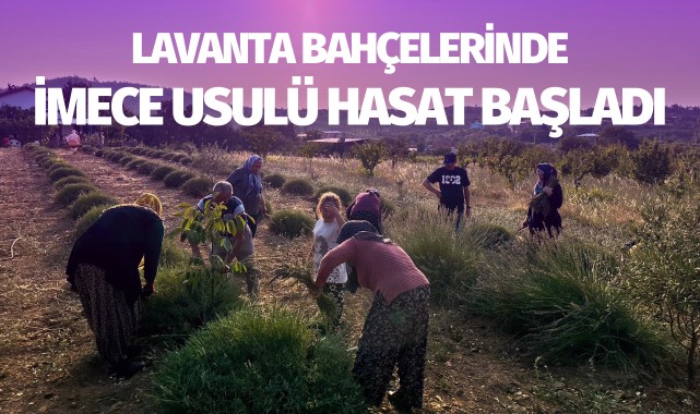 Lavanta bahçelerinde imece usulüyle hasat başladı
