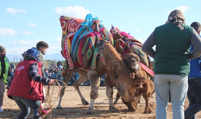 Bayındır'da deve güreşi şenliği yapıldı