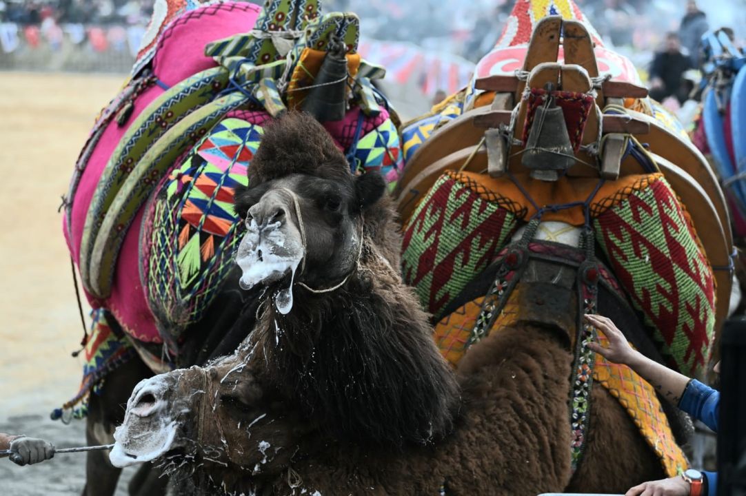 Kuşadası’nda deve güreşi festivali renkli görüntülere sahne oldu