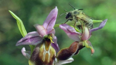 Yok olmanın eşiğindeki ‘Likya salebi’ne koruma