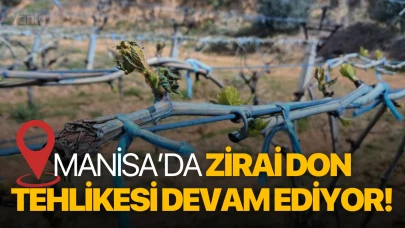 Manisa’da zirai don tehlikesi devam ediyor!