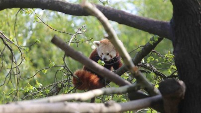 Kızıl pandalar yan gelip yatıyor
