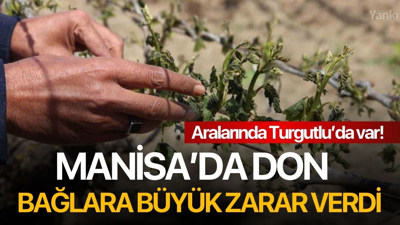 Manisa’da don afeti üzüm bağlarına büyük zarar verdi