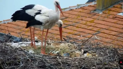 Yaren ve Nazlı Leylek'in yavruları oluyor