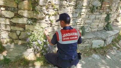 Bir endemik çiçek daha: Koparmanın cezası 557 bin TL!