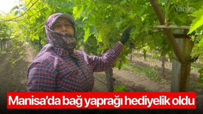 Manisa’da bağ yaprağı hediyelik oldu
