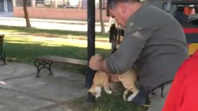 Manisa’da ağaçta mahsur kalan kedi kurtarıldı