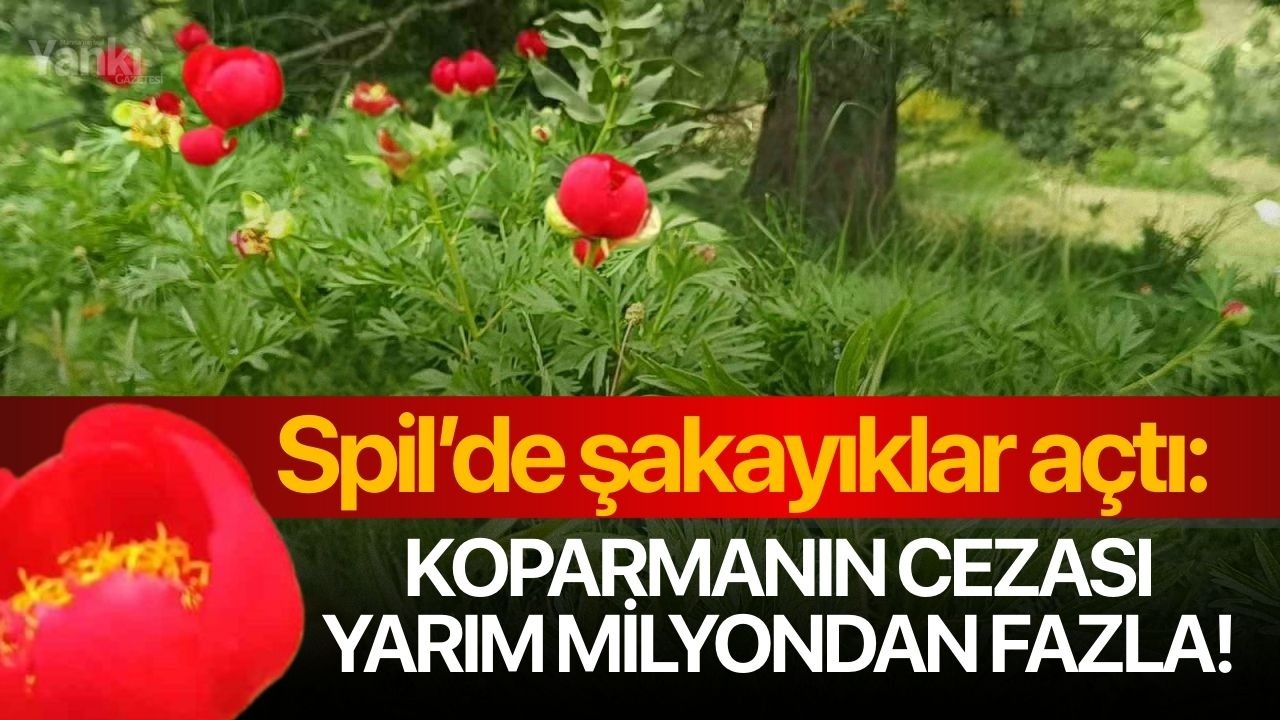 Spil’de şakayıklar açtı: Koparmanın cezası yarım milyondan fazla!