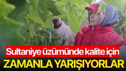 Sultaniye üzümünde kalite için zamanla yarışıyorlar