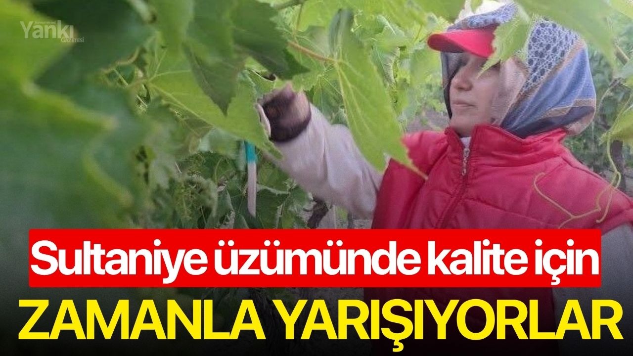 Sultaniye üzümünde kalite için zamanla yarışıyorlar