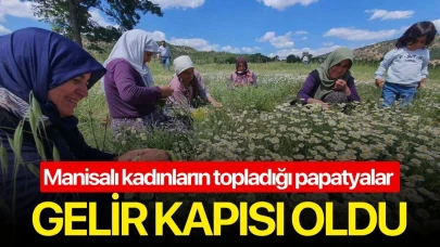 Manisalı kadınların topladığı papatyalar gelir kapısı oldu