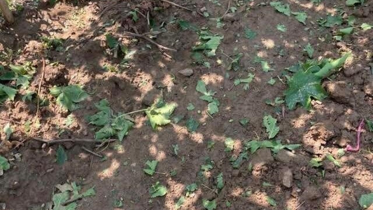 Sarıgöl’de dolu ve fırtına korkuttu