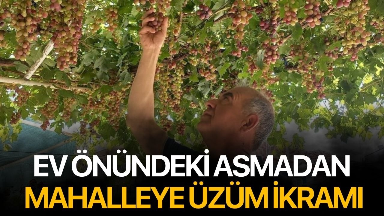 Ev önündeki asmadan mahalleye üzüm ikramı
