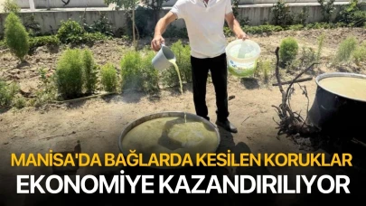 Manisa'da bağlarda kesilen koruklar ekonomiye kazandırılıyor