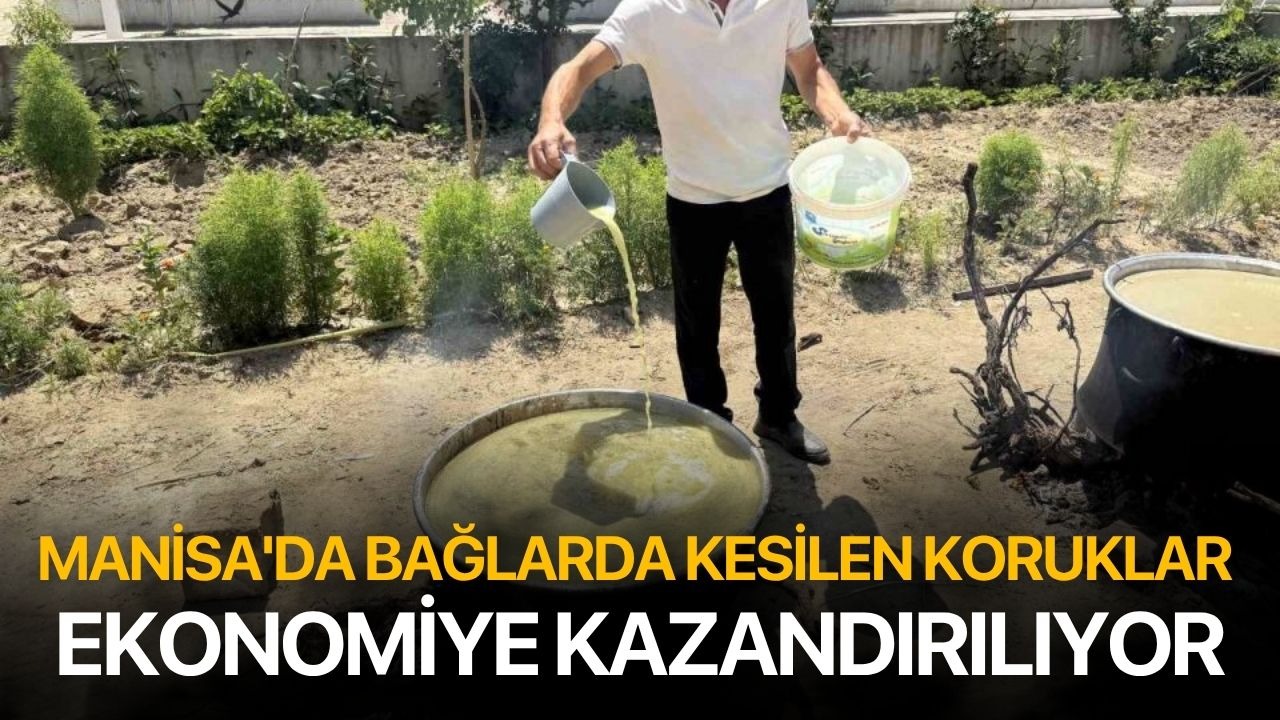 Manisa'da bağlarda kesilen koruklar ekonomiye kazandırılıyor