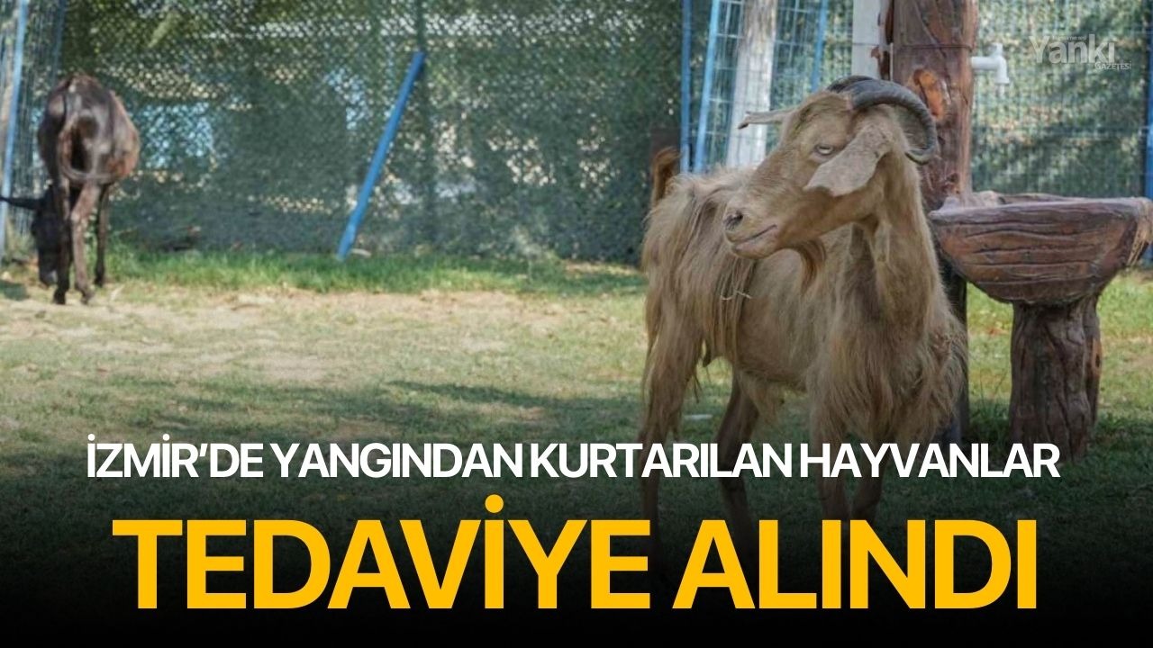 İzmir’de yangından kurtarılan hayvanlar tedaviye alındı