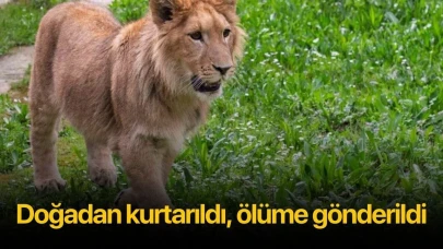Doğadan kurtarıldı, ölüme gönderildi