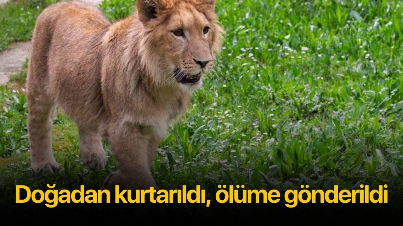 Doğadan kurtarıldı, ölüme gönderildi