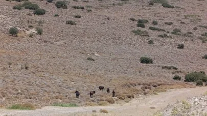 İzmir’de yaban hayvanları için tankerle su taşındı