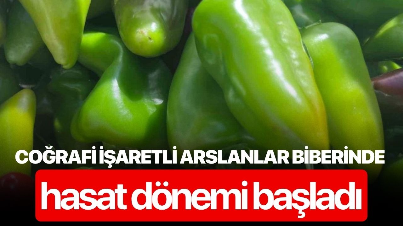 Coğrafi işaretli Arslanlar biberinde hasat dönemi başladı