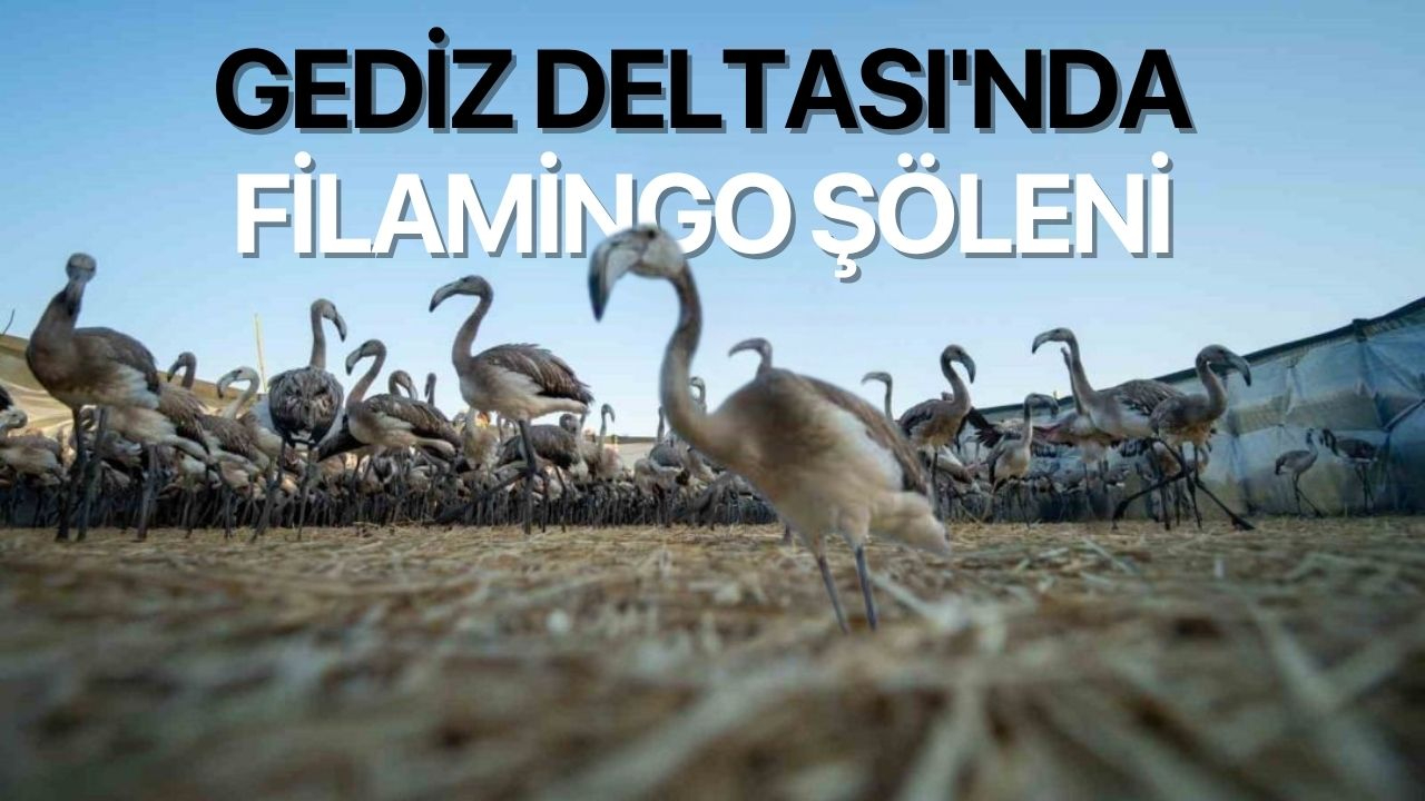 Gediz Deltası'nda Filamingo şöleni