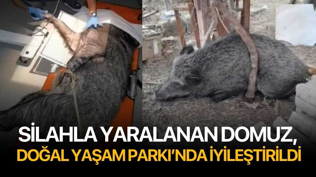 Silahla yaralanan domuz, Doğal Yaşam Parkı’nda iyileştirildi