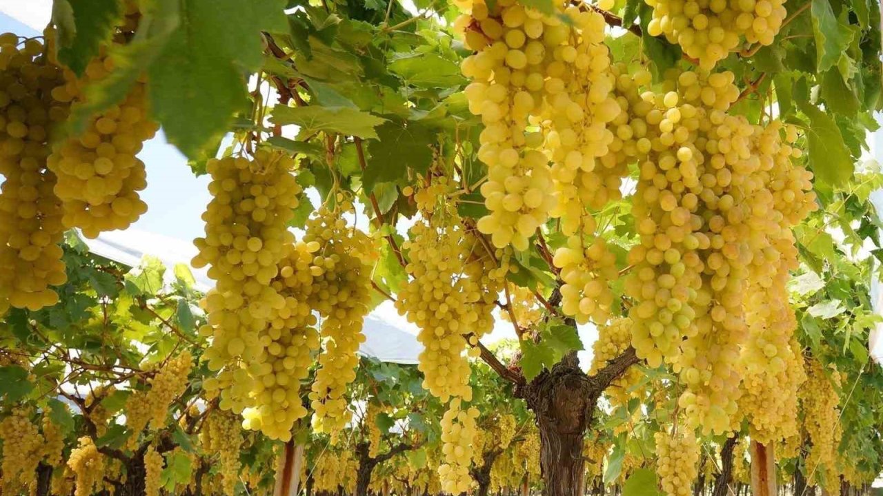 Sarıgöl ovasında hasat devam ediyor