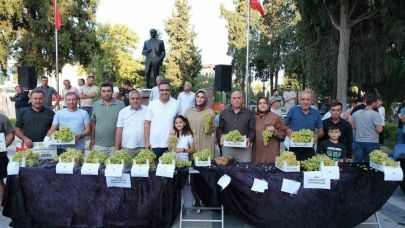 Sarıgöl’de Sultani üzüm yarışması