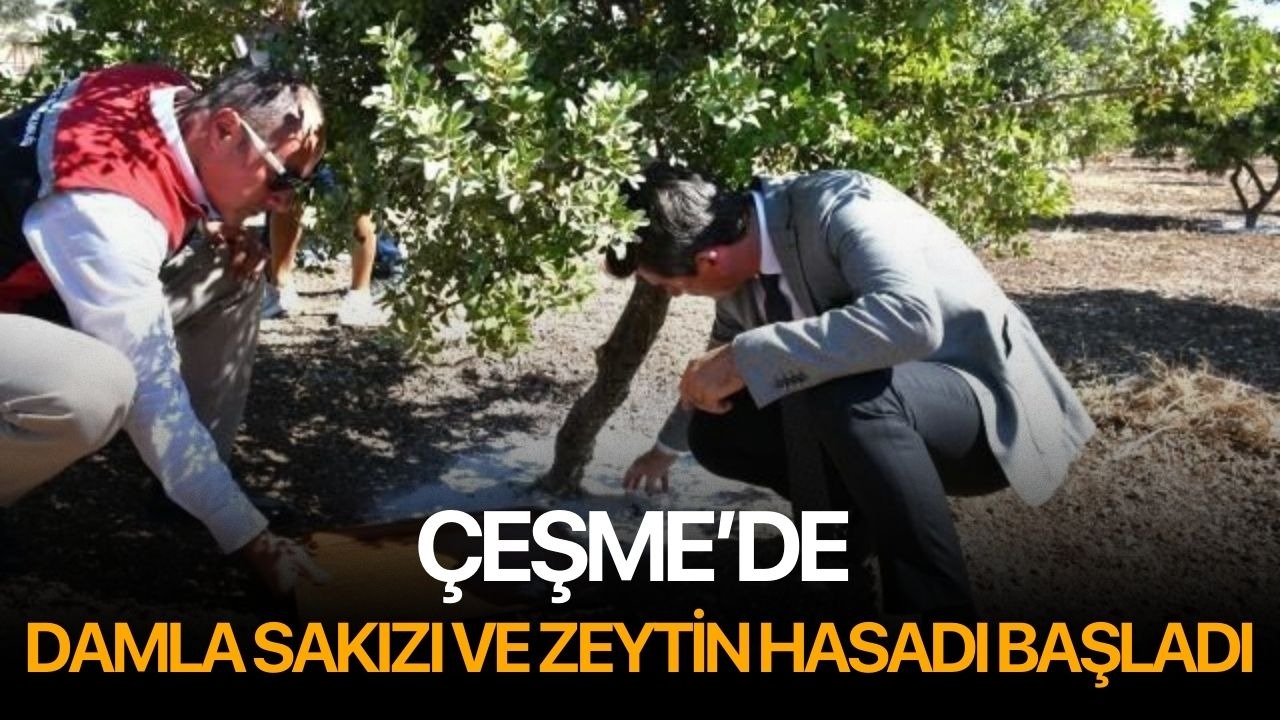 Çeşme’de damla sakızı ve zeytin hasadı başladı
