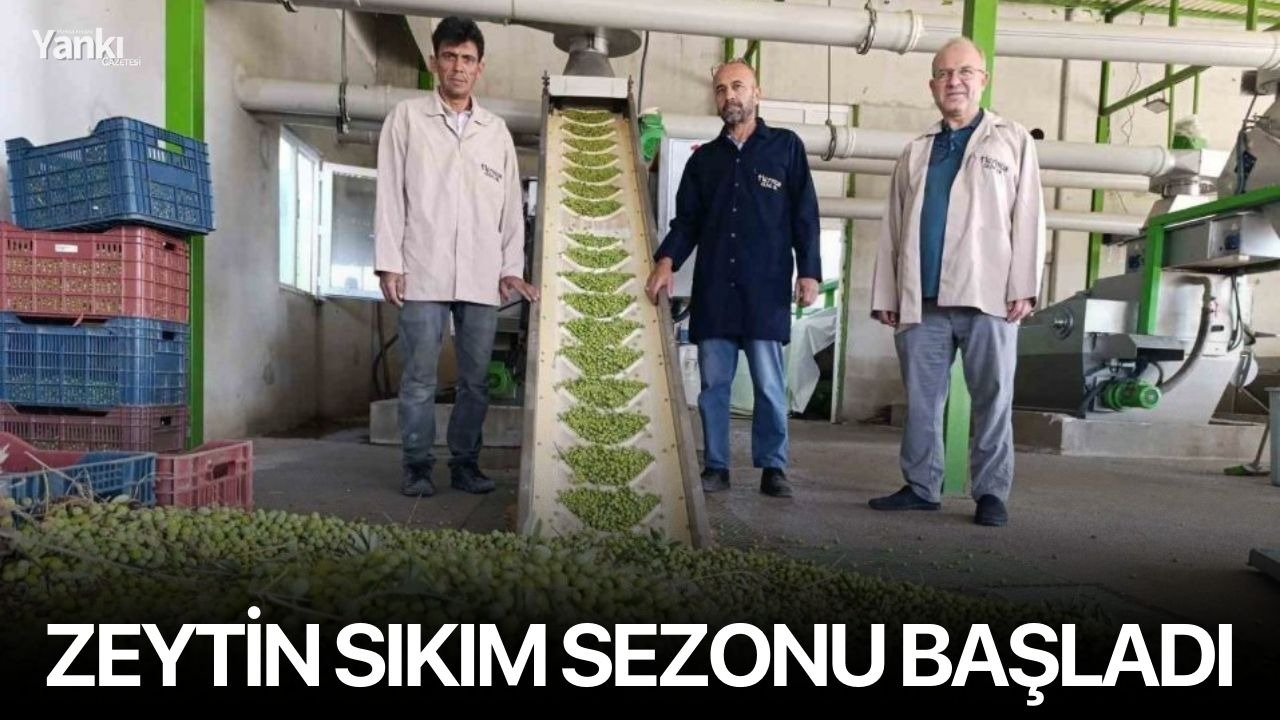Zeytin sıkım sezonu başladı