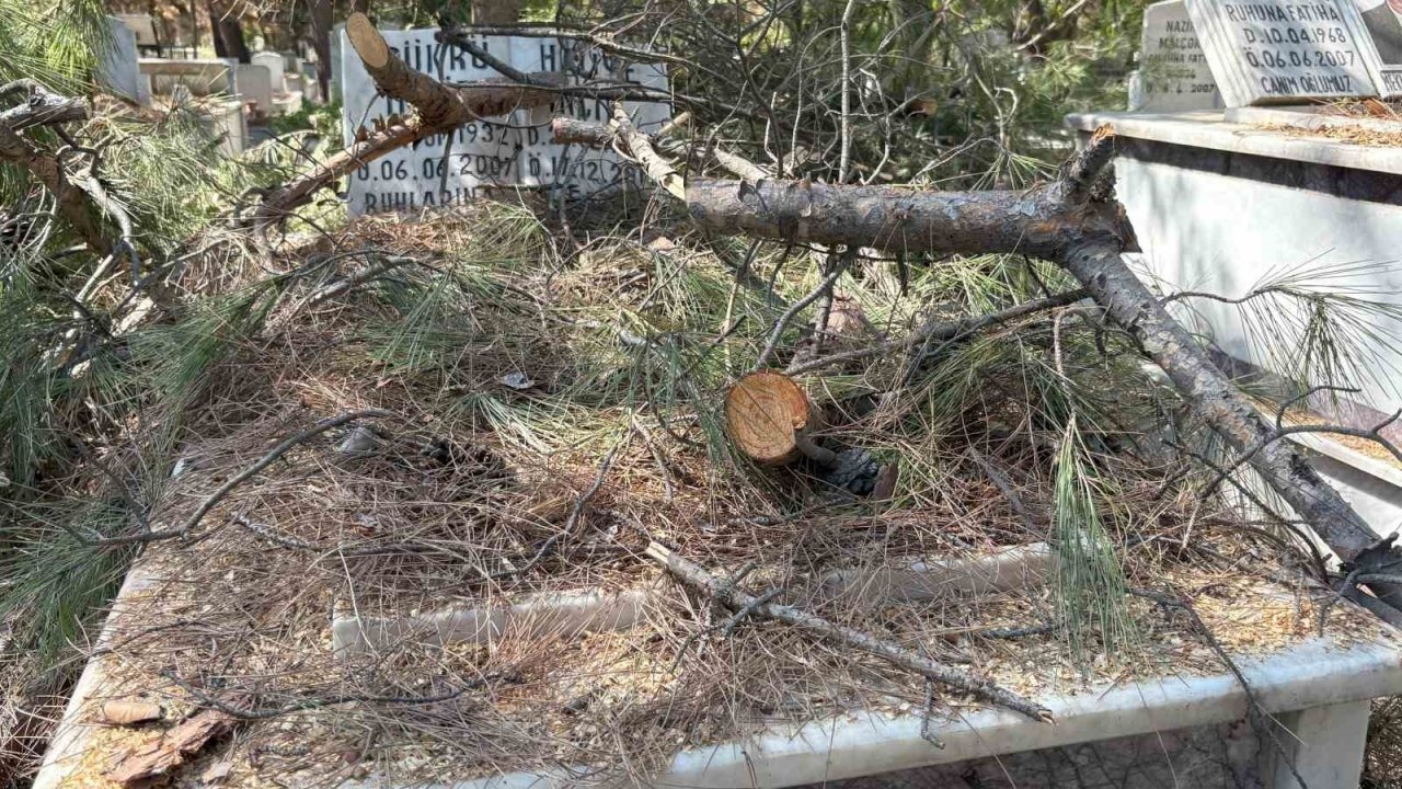 Mezarlıkta budanan ağaçlar kabirlere zarar verdi