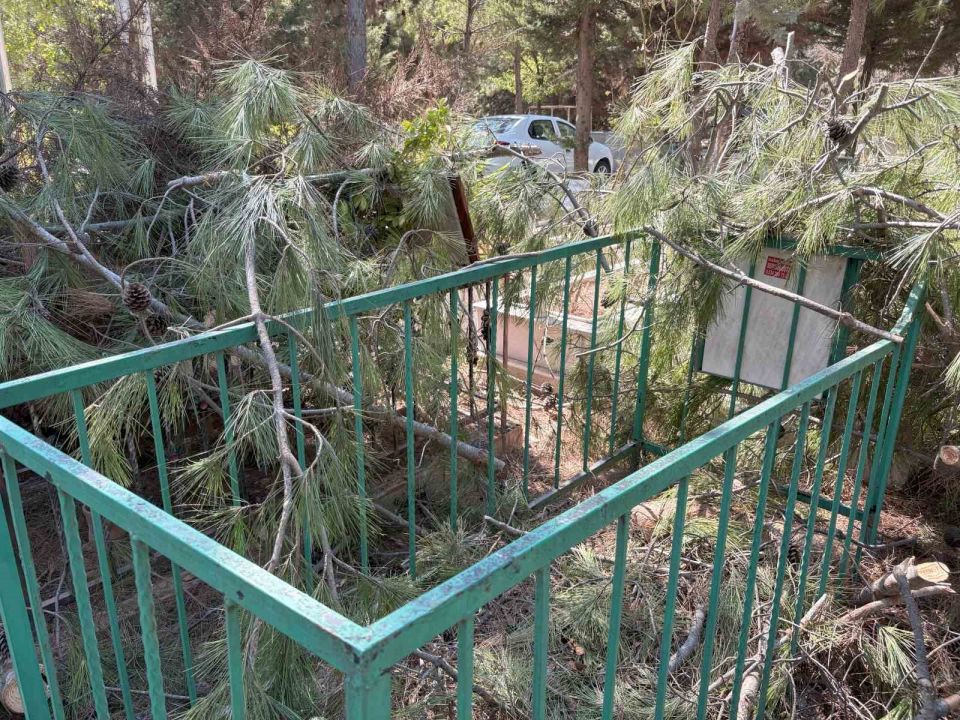 Mezarlıkta budanan ağaçlar kabirlere zarar verdi