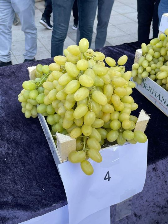 Sarıgöl’de Sultani üzüm yarışması