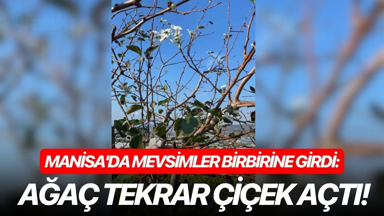 Manisa'da mevsimler birbirine girdi: Ağaç tekrar çiçek açtı!