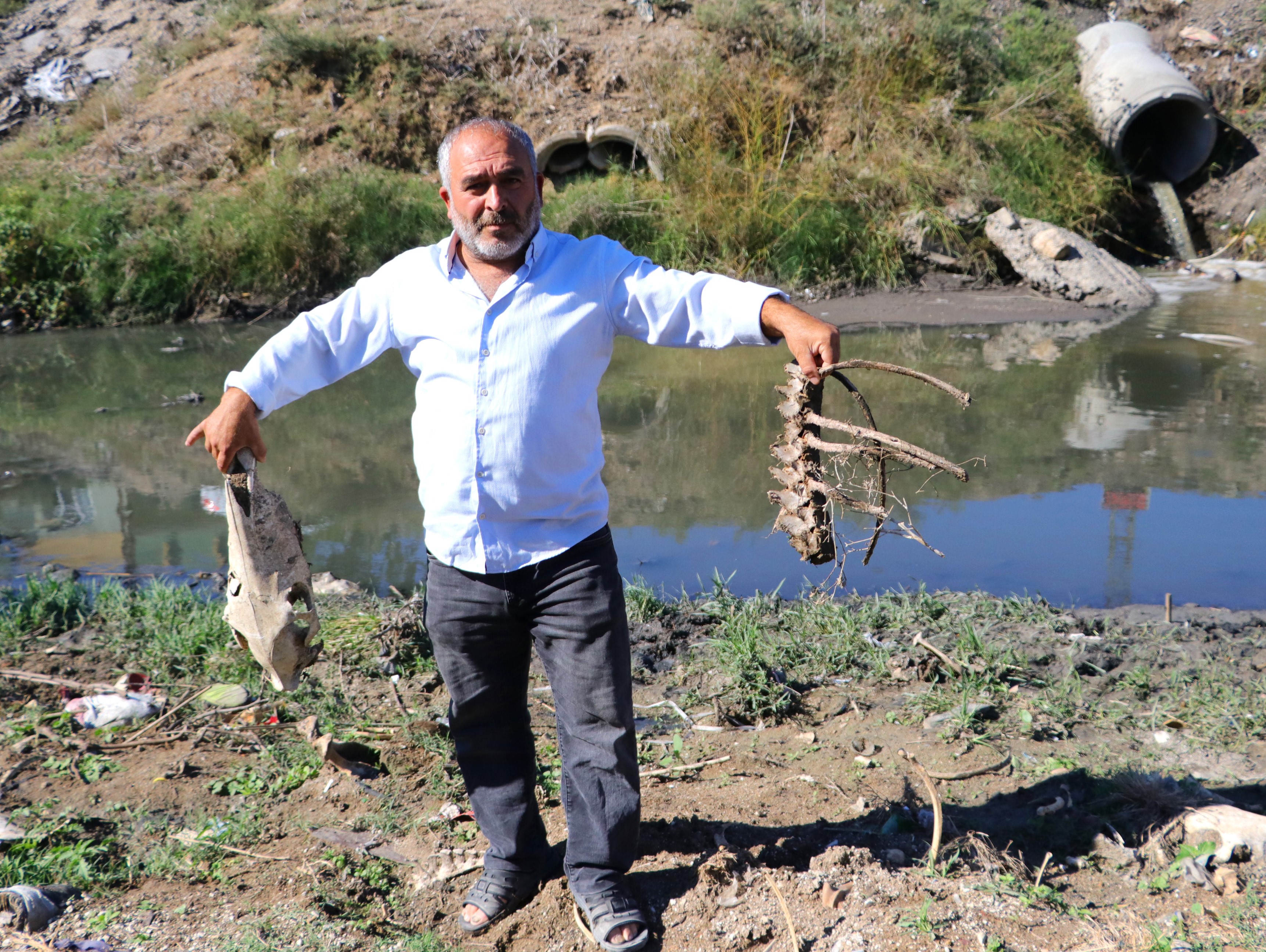 At kemikleri, ölü hayvanlar ve lağım suyu arasında kurbağa avı