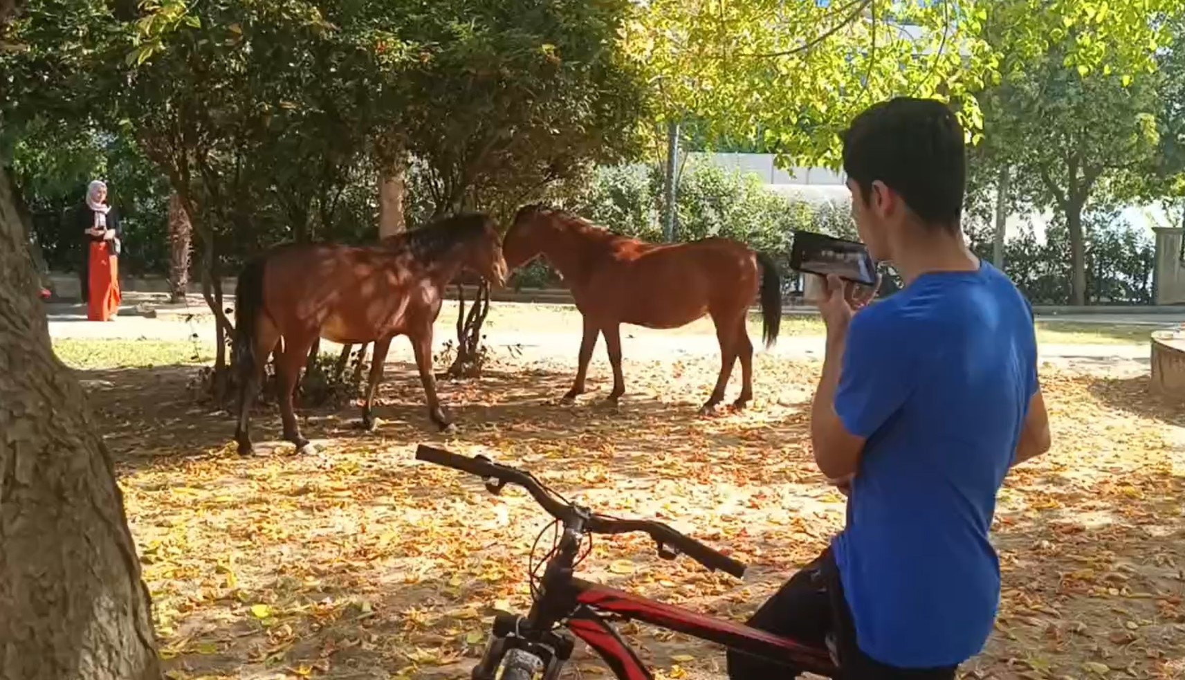 Yılkı atları şehre indi... İlgi odağı oldular!