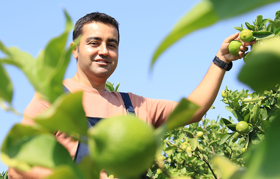Bu limon 'yeşil limon' fiyatı: 40 TL, diğerleri 3 TL