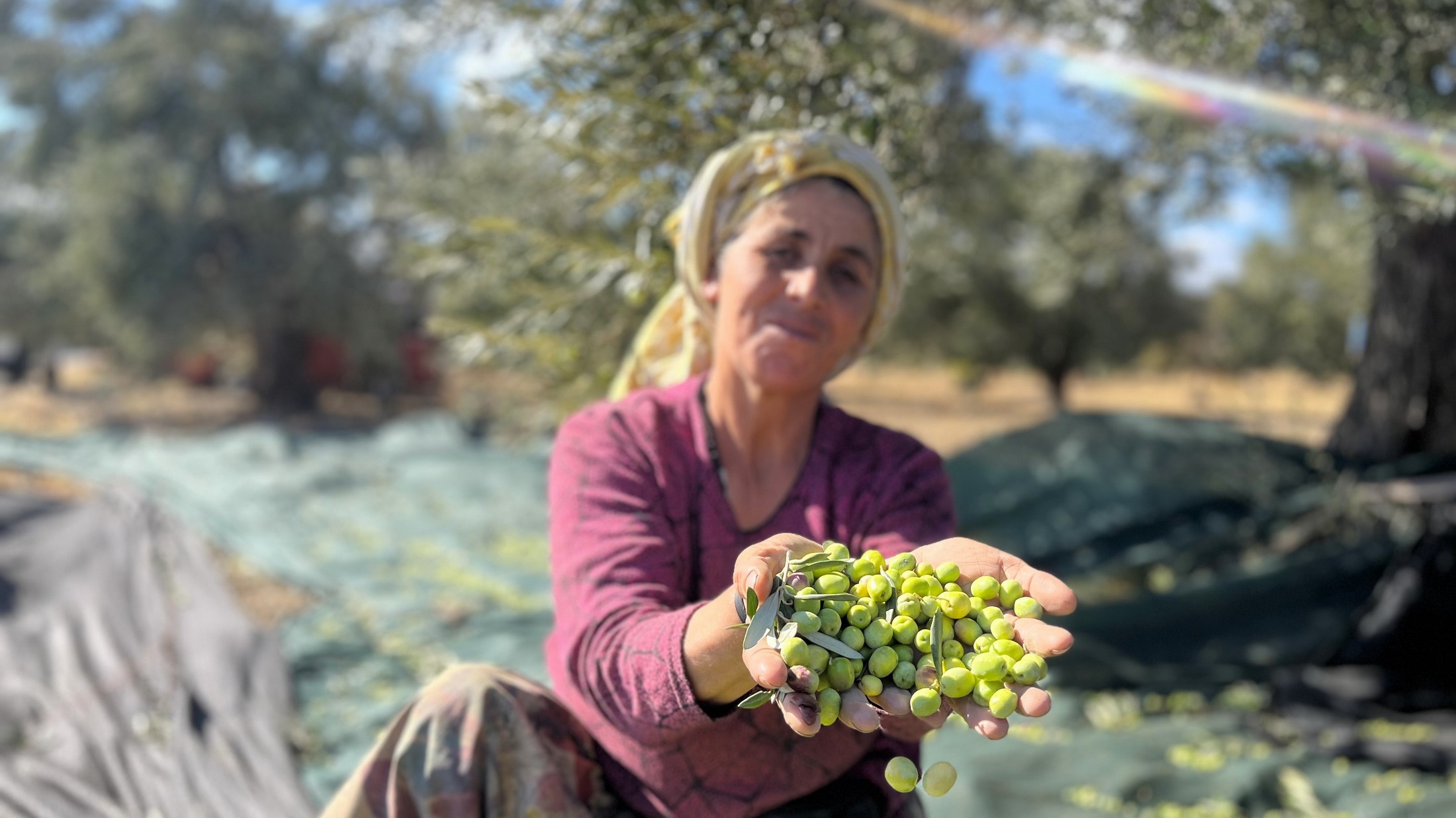 Zeytin hasat şenliği başlıyor!