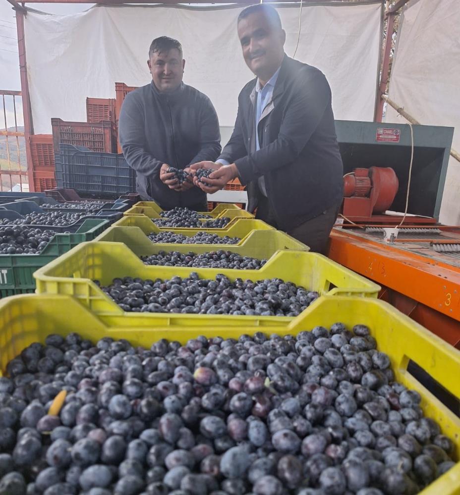 Zeytin hasadına start verildi: Fiyatlar mutlu etti!