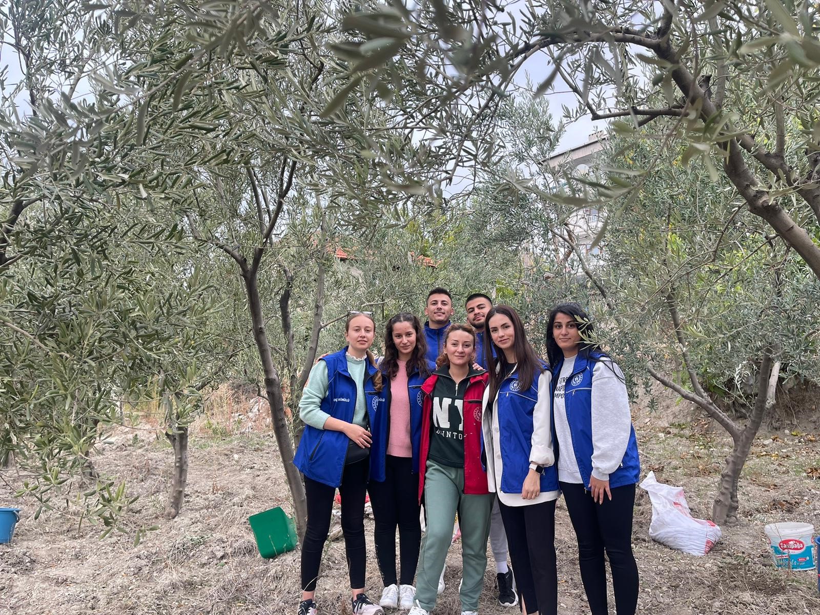 Manisalı öğrencilerden zeytin hasadı