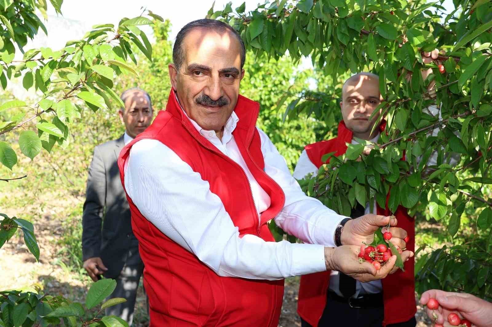 Manisa'da kiraz ihracatında hedef 250 milyon dolar!