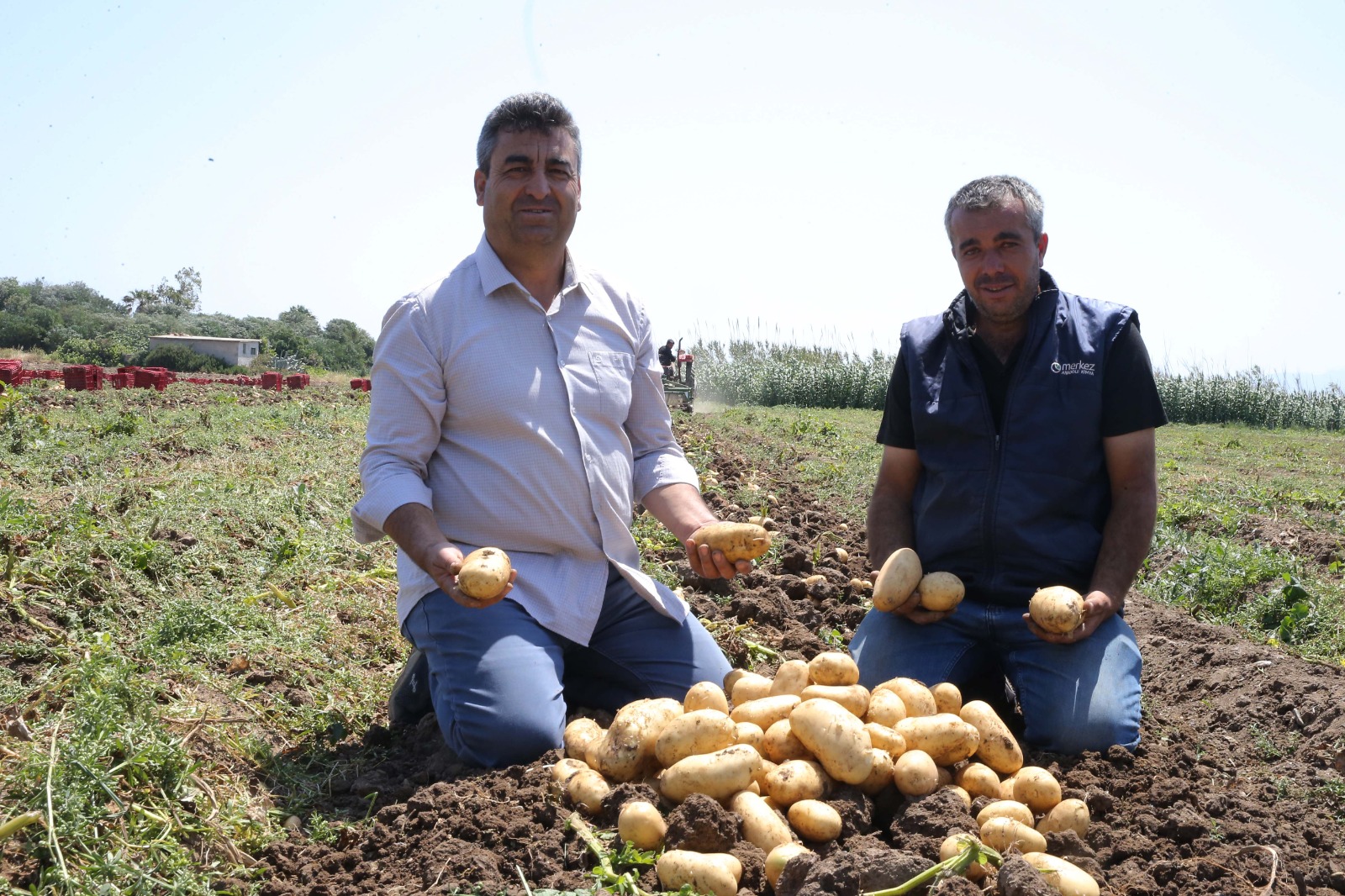 Turfanda patatesin son hasadı yapılıyor