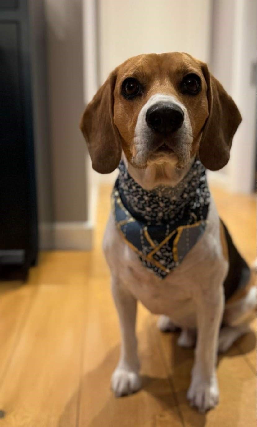 Patili dostlara atık kumaşlardan fular ve tasma