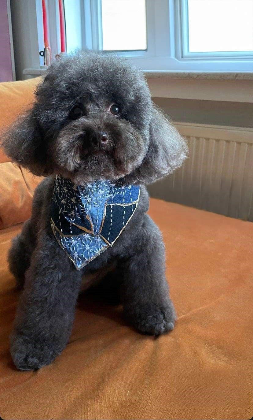 Patili dostlara atık kumaşlardan fular ve tasma