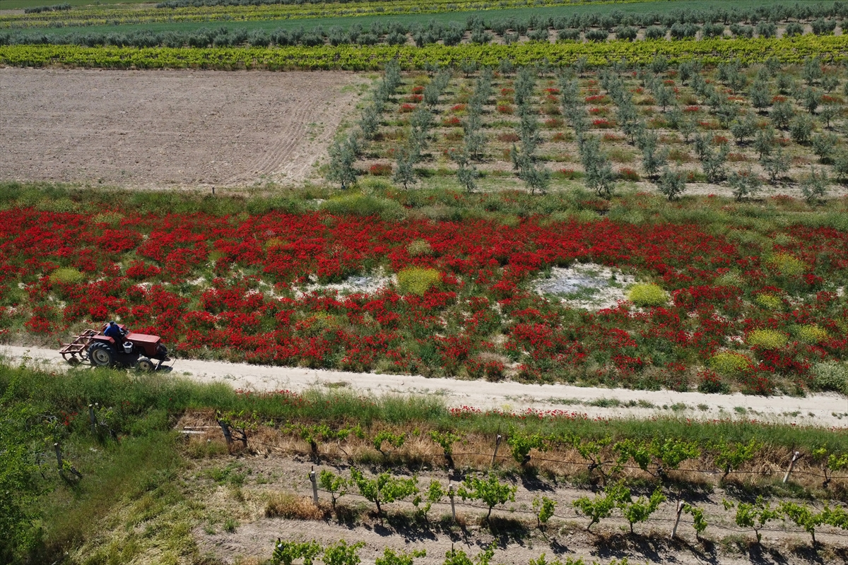 Manisa'da tarım arazileri kırmızıya büründü